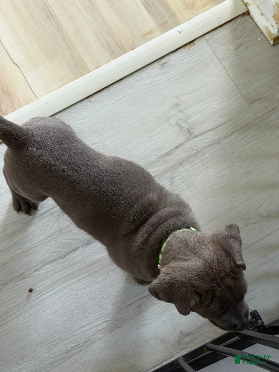 Cane Corso dogs for sale: Raijin - Ad 2