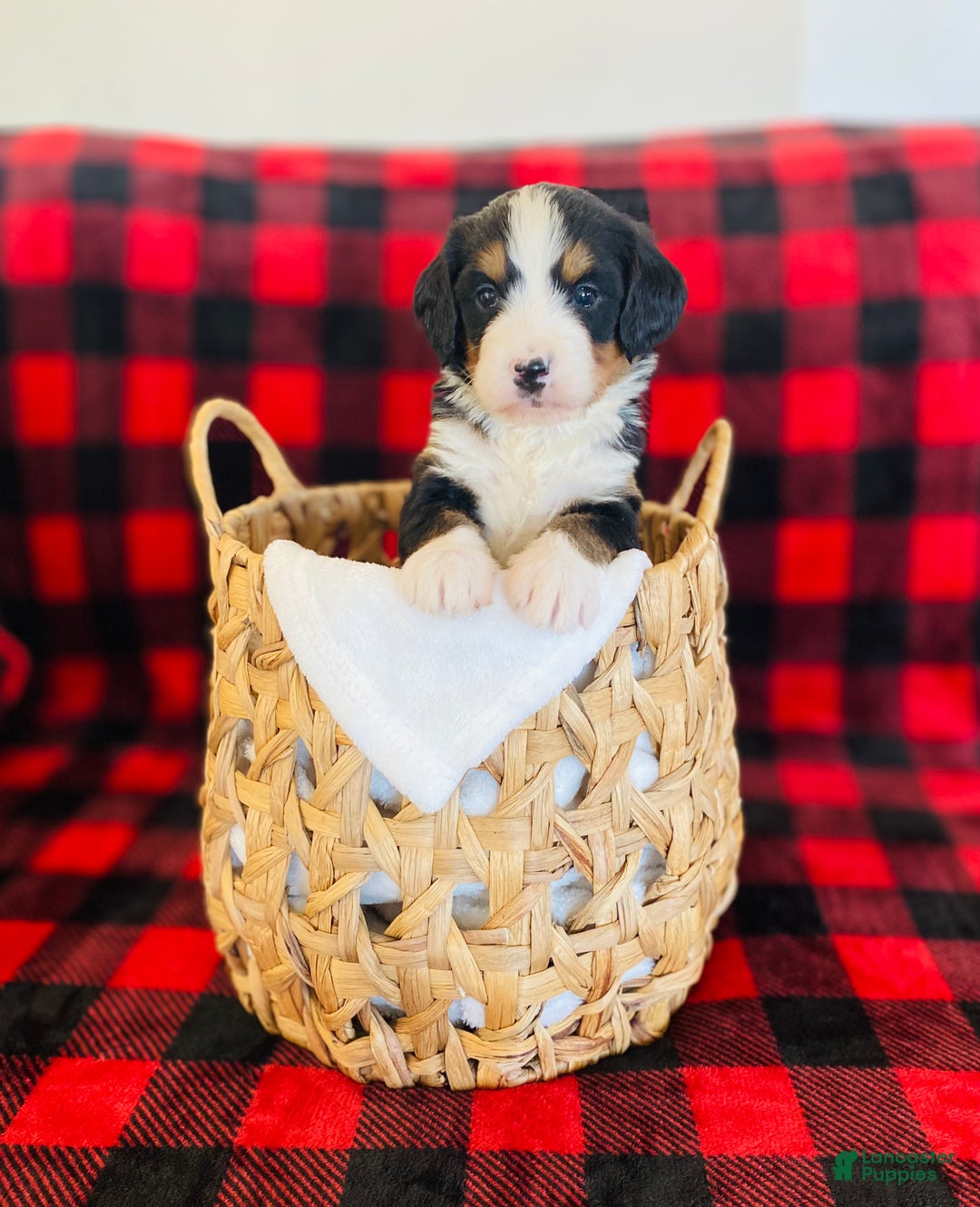 Bernedoodle dogs for sale: Princess - Ad 5