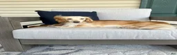 Dachshund dogs for sale: Expecting Litter of Cream/Shaded Cream Longhaired Dachshunds - Ad 15
