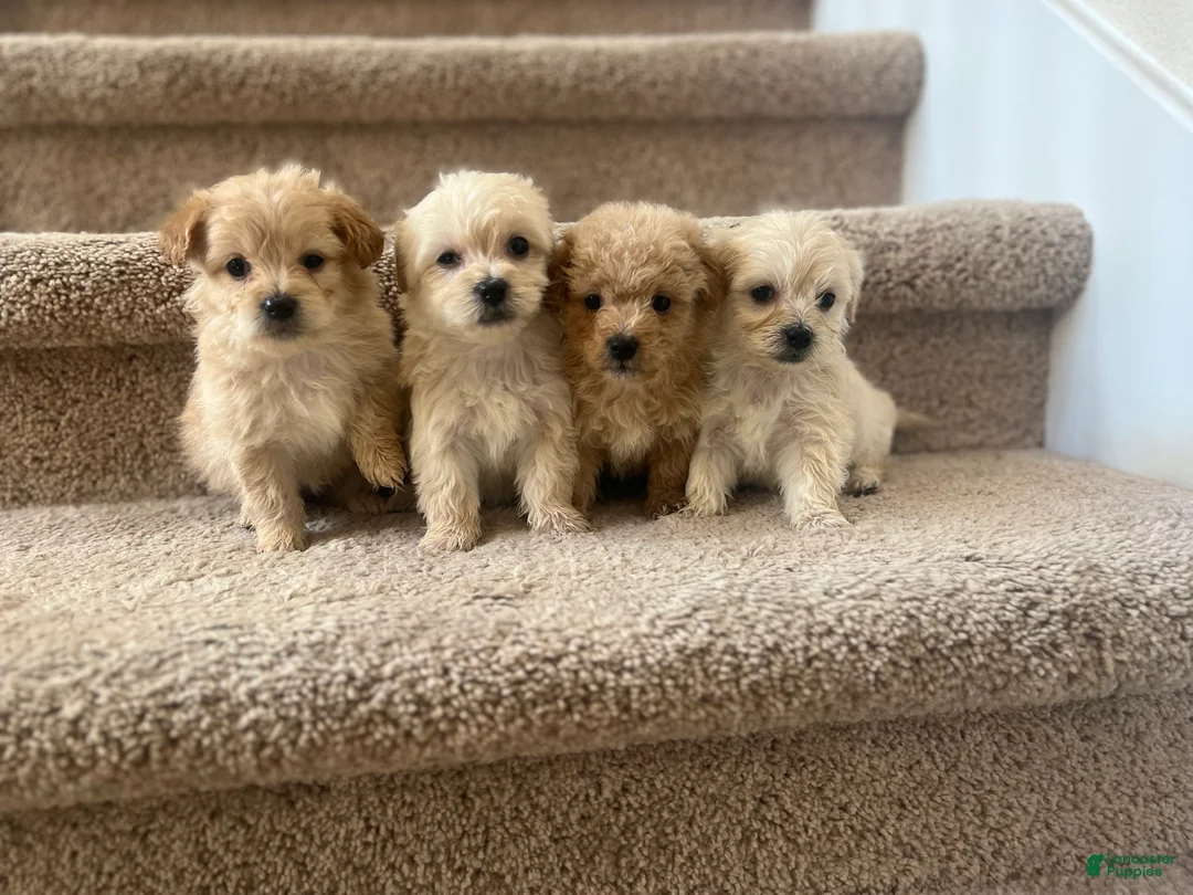 Maltipoo dogs for sale: Briana - Ad 2