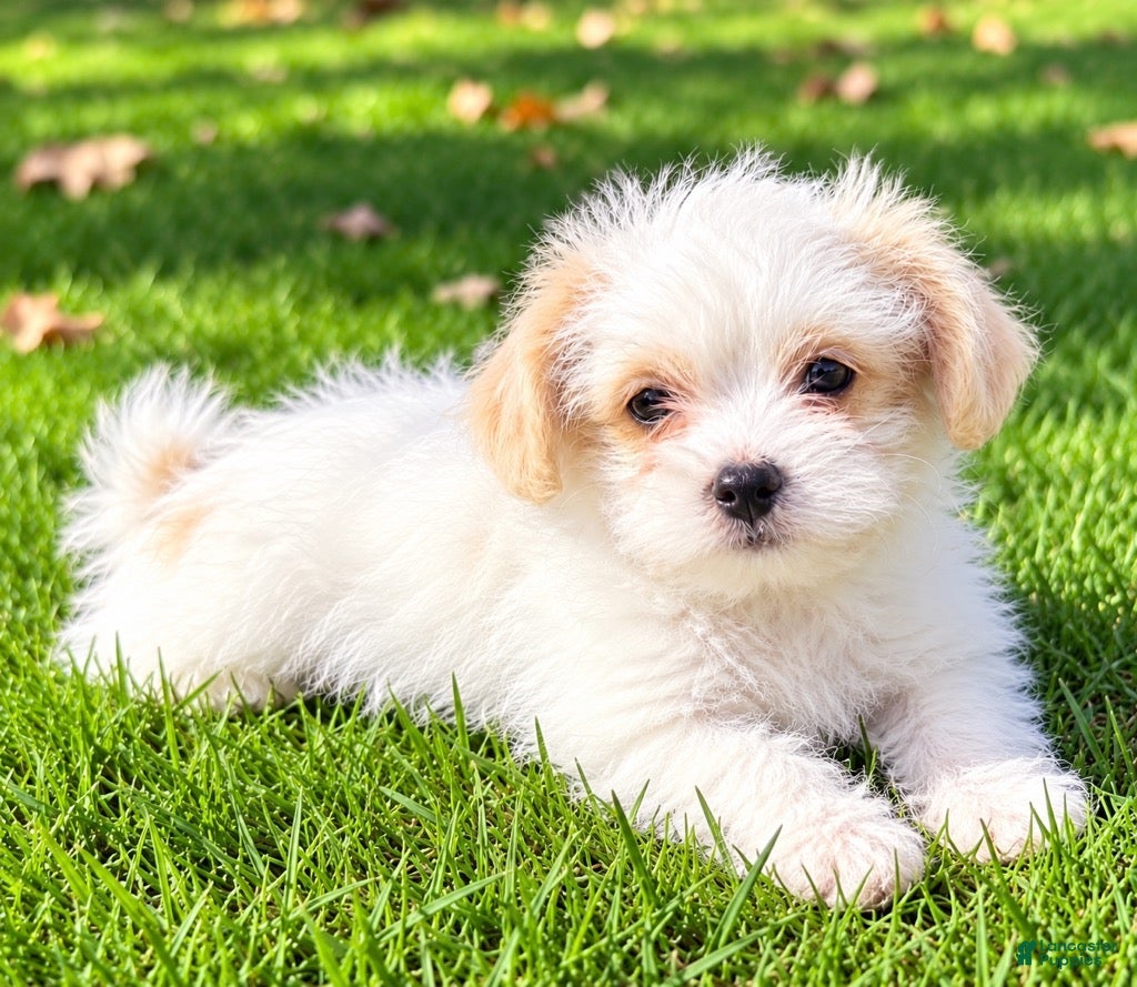 Shihpoo dogs Ollie - Ad 2