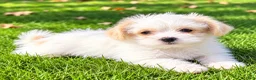 Shihpoo dogs for sale: Ollie - Ad 2