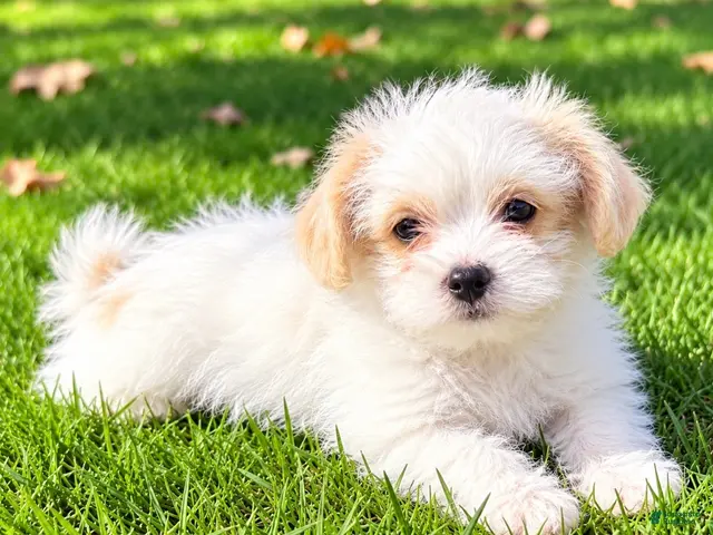 Shihpoo dogs Ollie - Ad 2