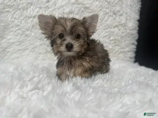 Yorkshire Terrier dogs Stella - Ad 5