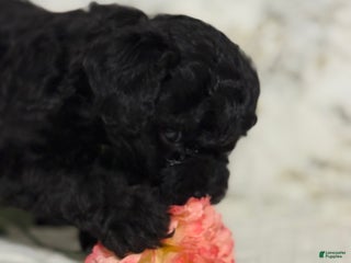 Shihpoo dogs - Ad 8