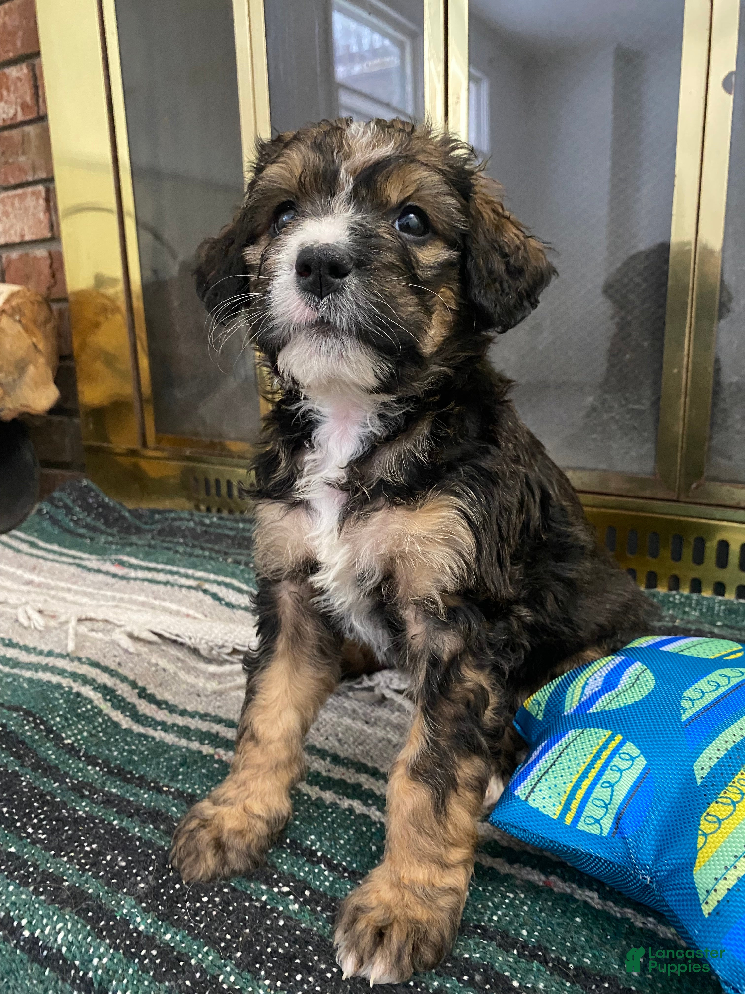 Bernedoodle dogs Bernedoodle Puppy Tinker Bell  - Ad 2