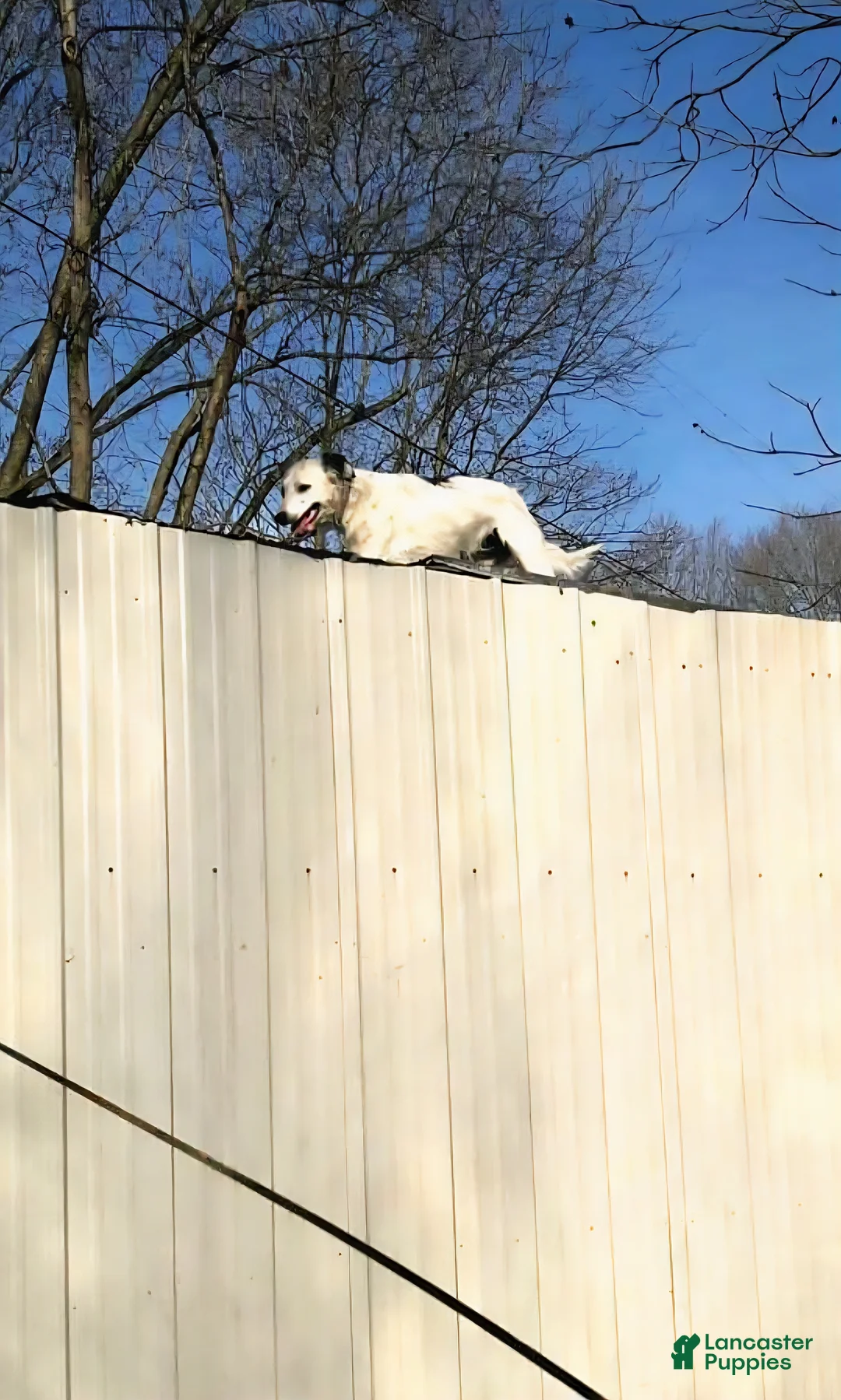 Border Collie dogs for sale: I-dog - Ad 11