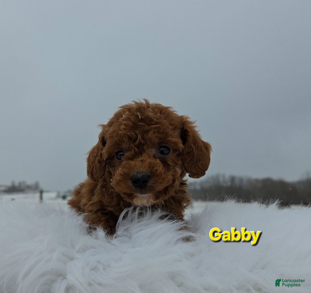 Miniature Poodle dogs for sale: Gabby - Ad 7
