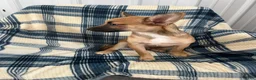 Chihuahua dogs for sale: Chihuahua  SCOTTY Boy - Ad 7