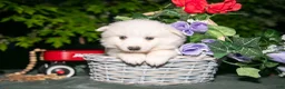 American Eskimo dogs for sale: Milkshake - Ad 3