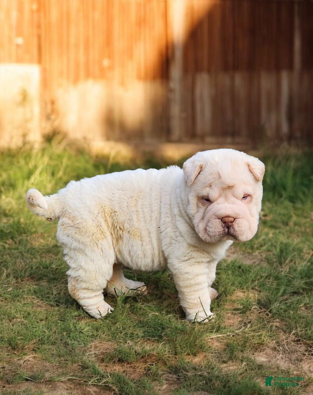 Shar Pei dogs for sale: Blizzard mini - Ad 4