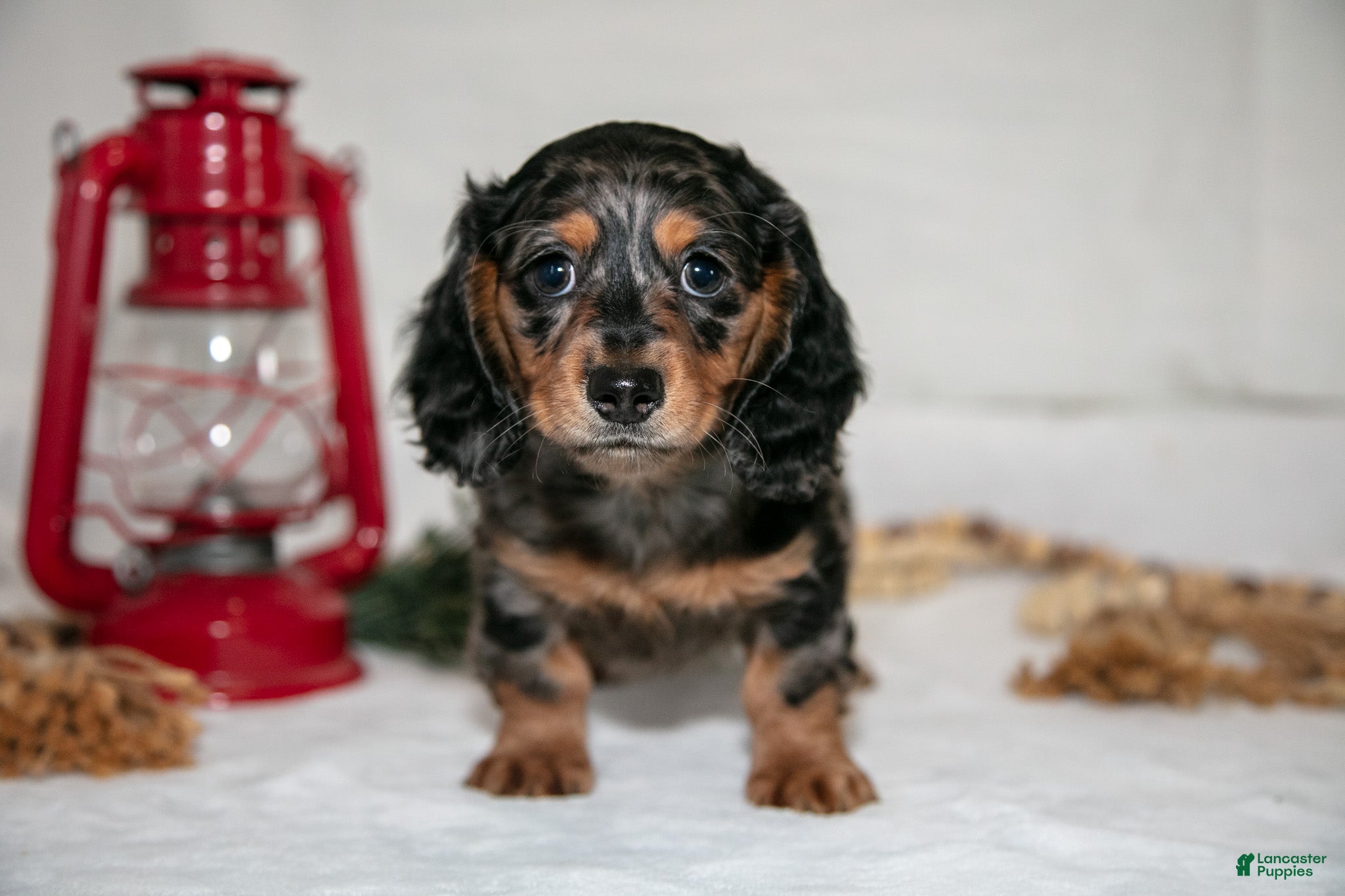 Miniature Dachshund dogs Pee-Wee - Ad 2