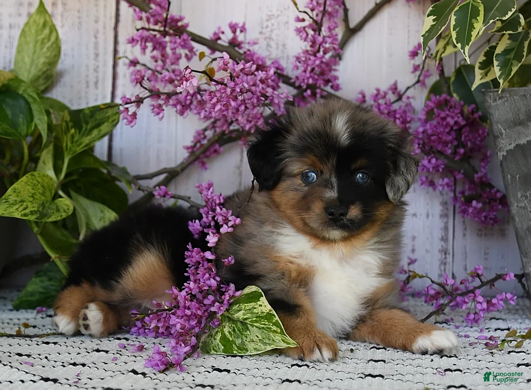 Gallery Image {{count}}