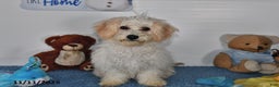 Bichpoo dogs for sale: Cinderella - Ad 2