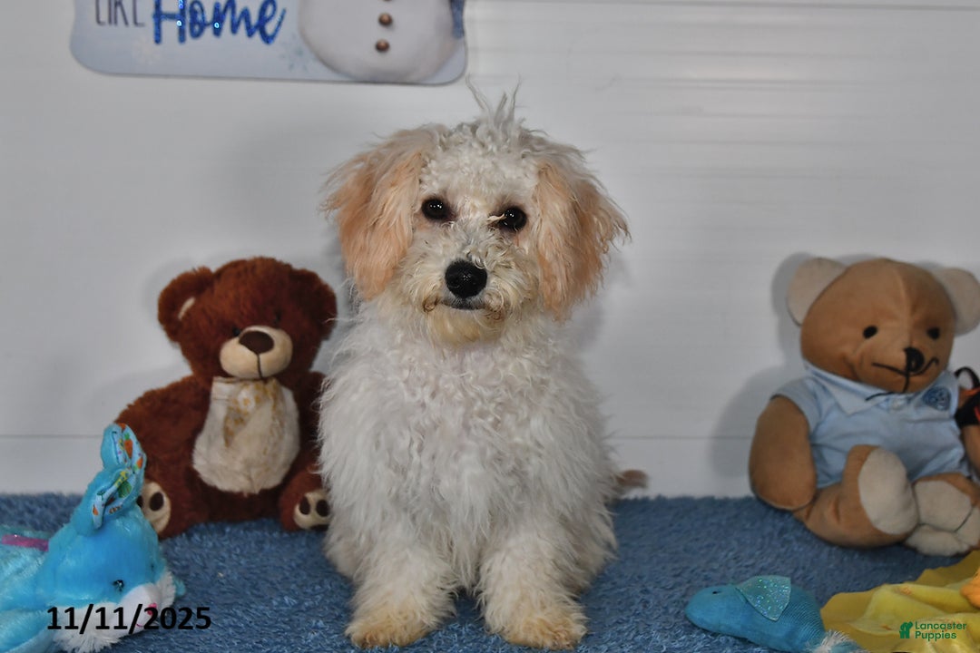 Bichpoo dogs for sale: Cinderella - Ad 2