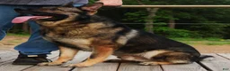 German Shepherd dogs for sale: Purple Boy - Ad 5