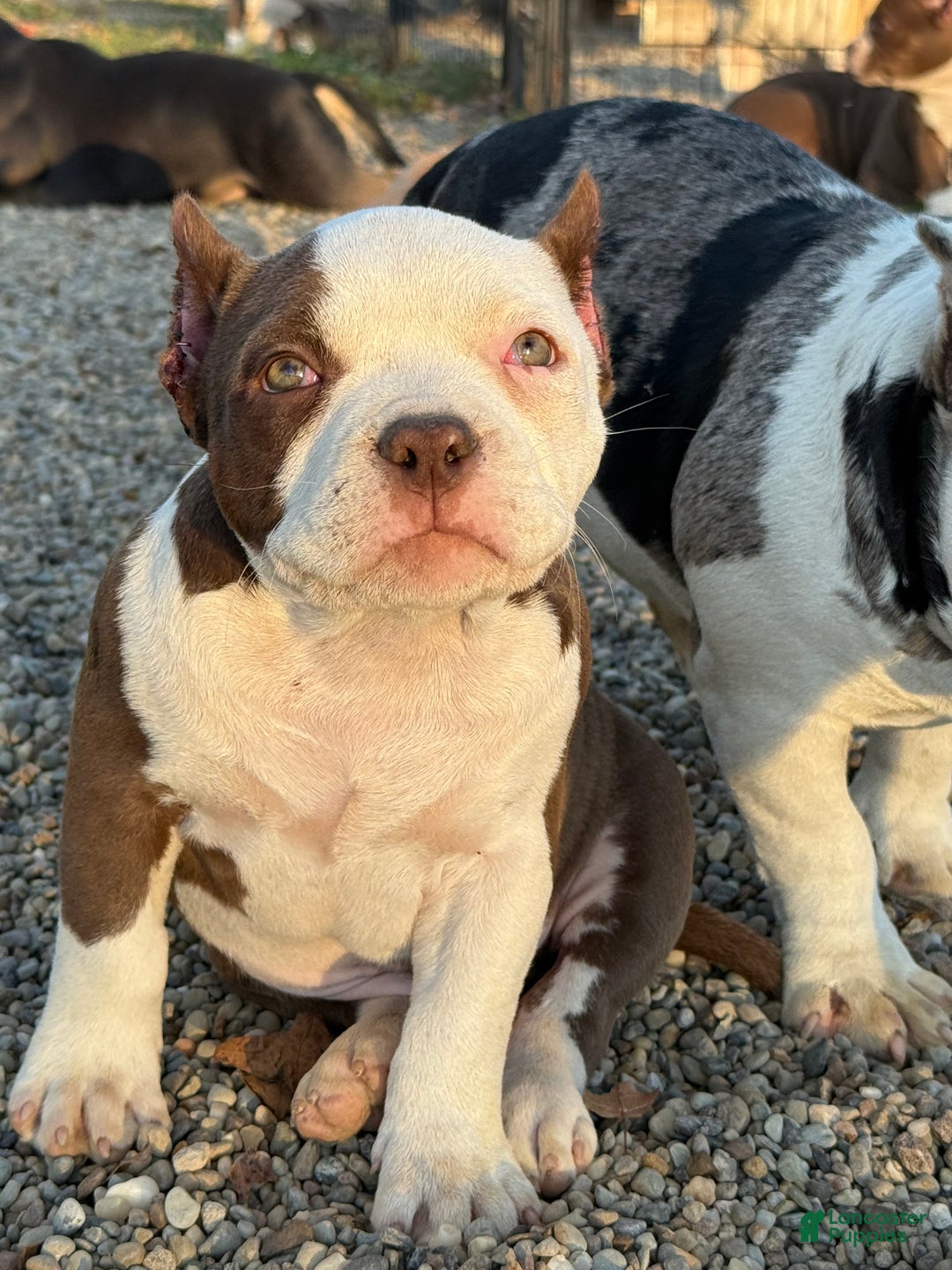 Choco/white Male for sale in Bristolville Lancaster Puppies