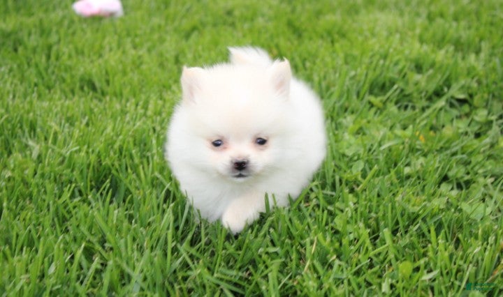 Pomeranian dogs Cooper  - Ad 2