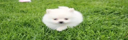 Pomeranian dogs for sale: Cooper  - Ad 2