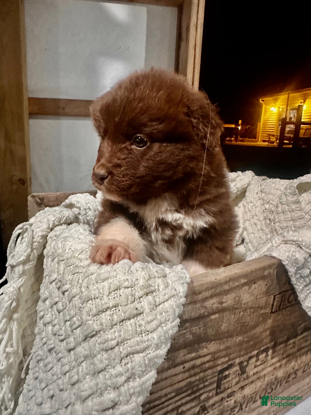 Aussiedoodle dogs for sale: Chunker - Ad 5