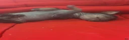 Chinese Crested dogs for sale: Biggs - Ad 11
