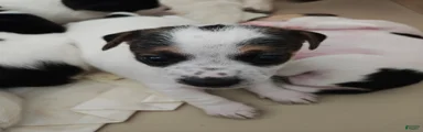 Jack Russell Terrier 3
