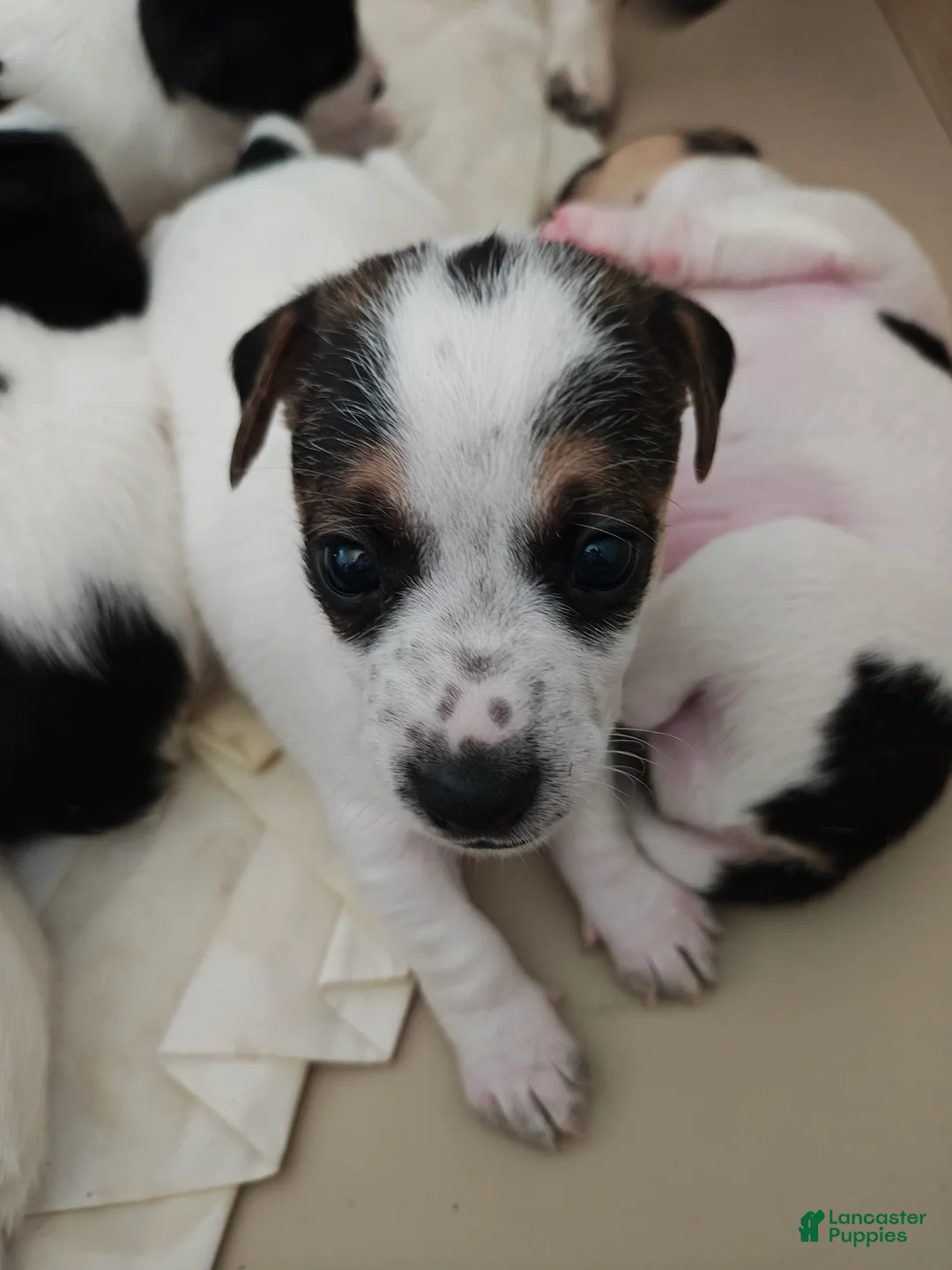 Jack Russell Terrier dogs for sale: Jack Russell Terrier 3 - Ad 1