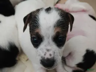 Jack Russell Terrier dogs Jack Russell Terrier 3 - Ad 5