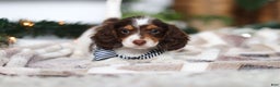 Miniature Dachshund dogs for sale: Charlie - Ad 7