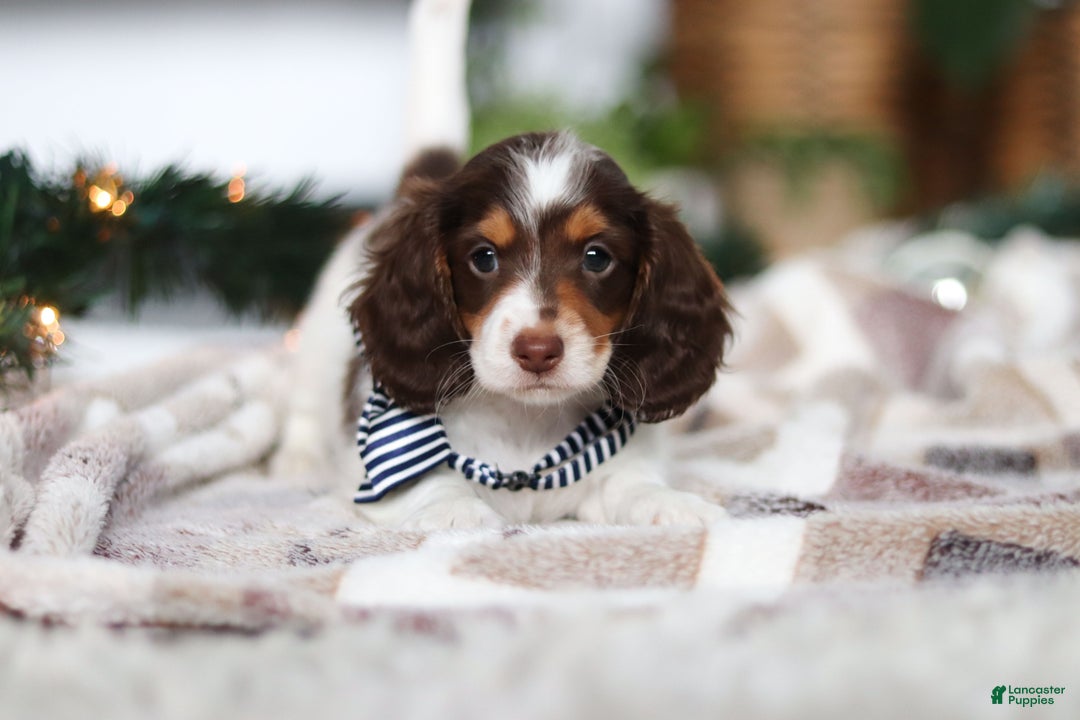 Miniature Dachshund dogs for sale: Charlie - Ad 7