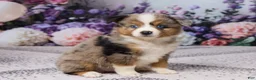 Miniature Australian Shepherd dogs for sale: Ronnie - Ad 3
