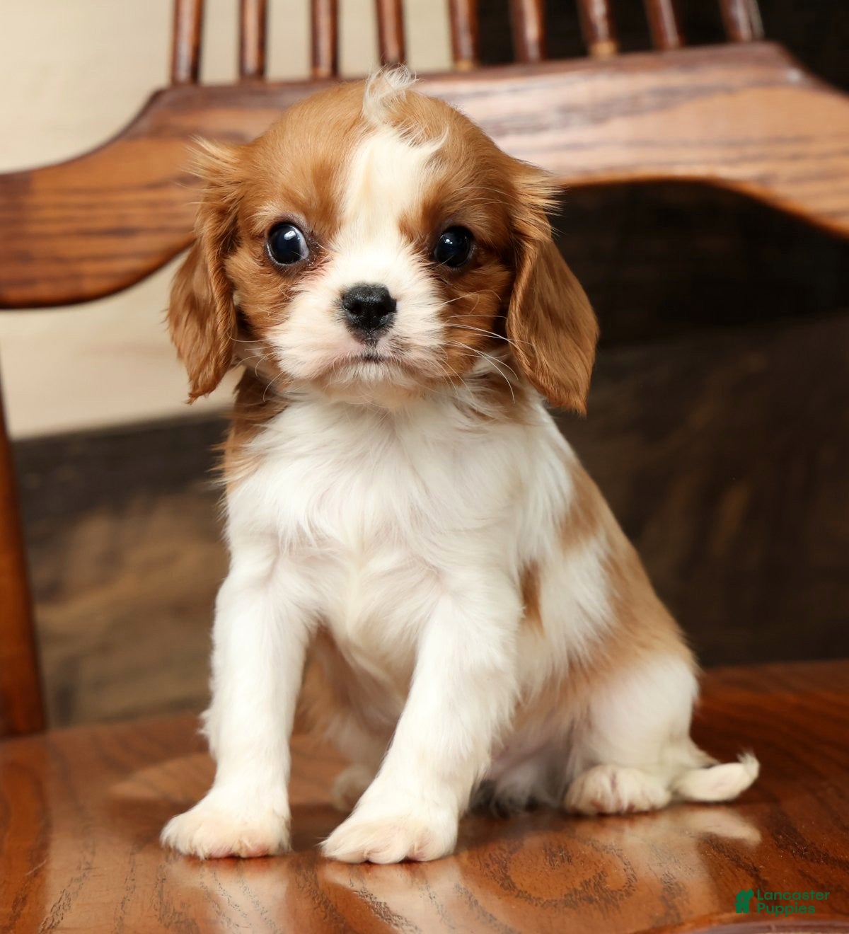 Cavalier King Charles Spaniel dogs Kenny - Ad 1