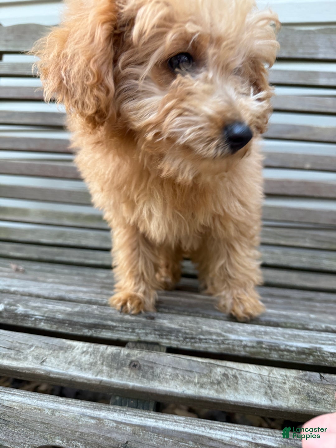 Eskipoo dogs for sale: Lilly - Ad 3