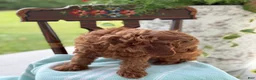 Miniature Poodle dogs for sale: Tangerine - Ad 12