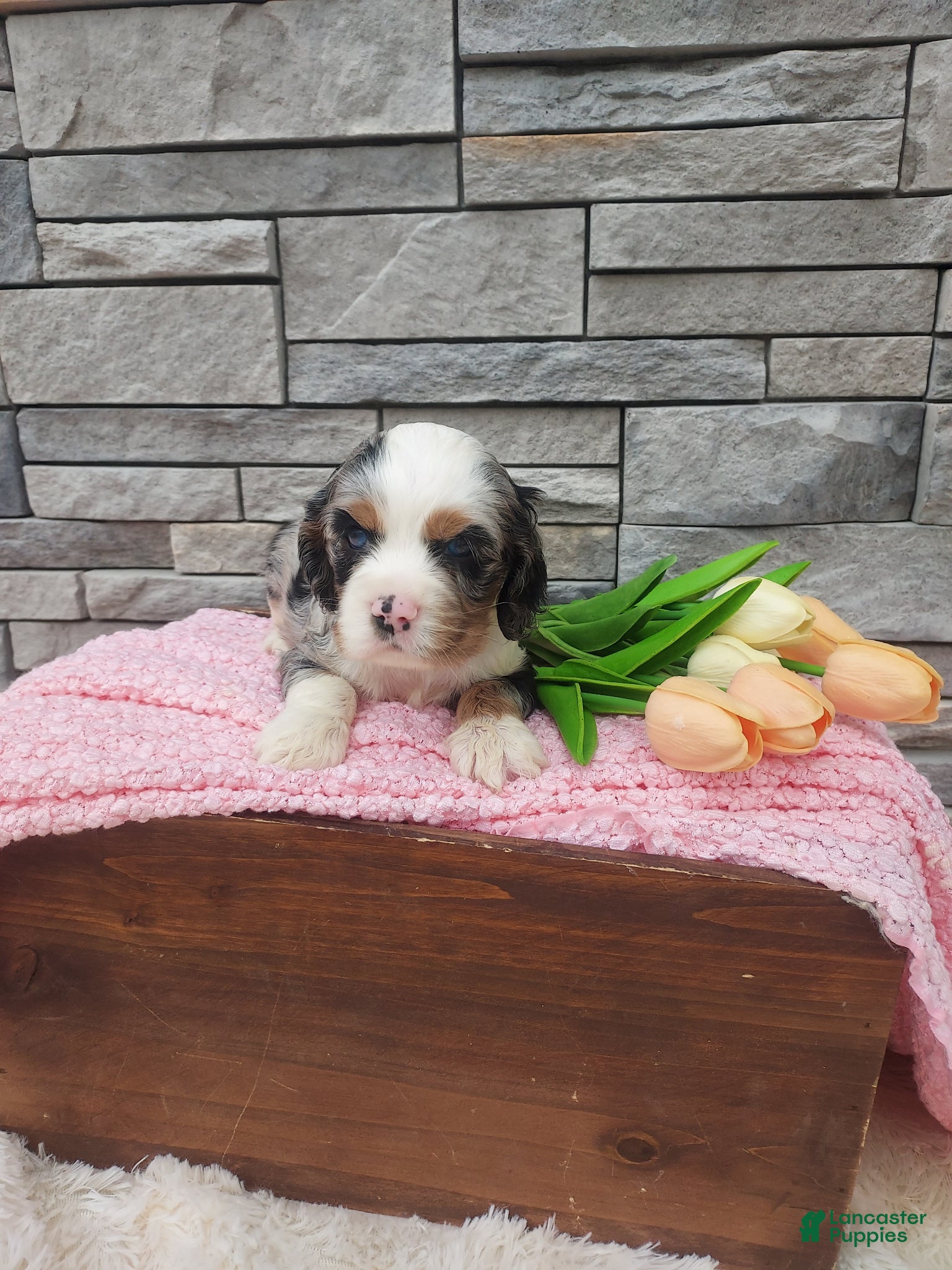 Cocker Spaniel dogs Millie - Ad 2