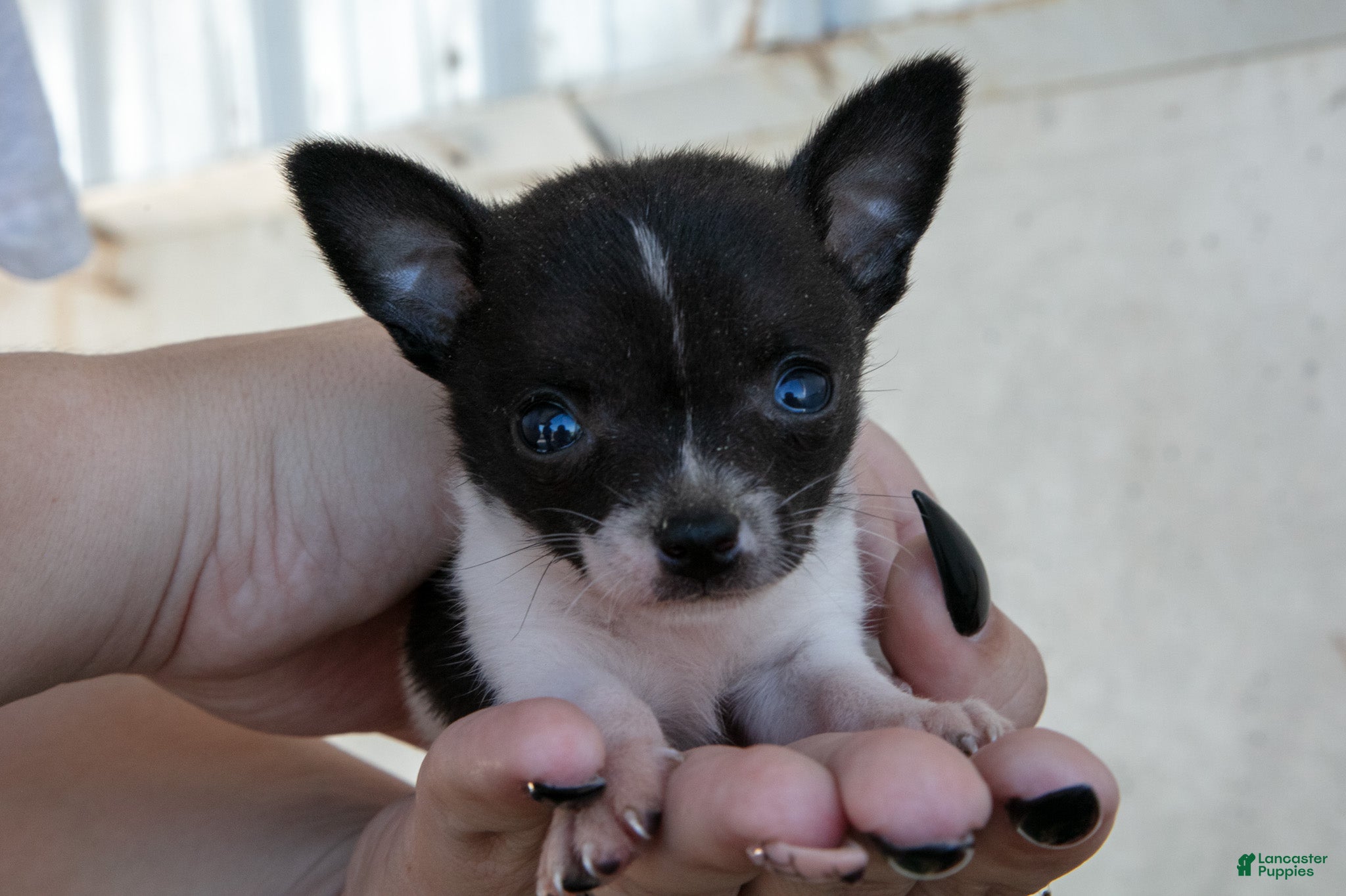 Chihuahua dogs Teeny - Ad 1