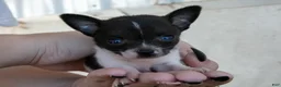 Chihuahua dogs for sale: Teeny - Ad 1