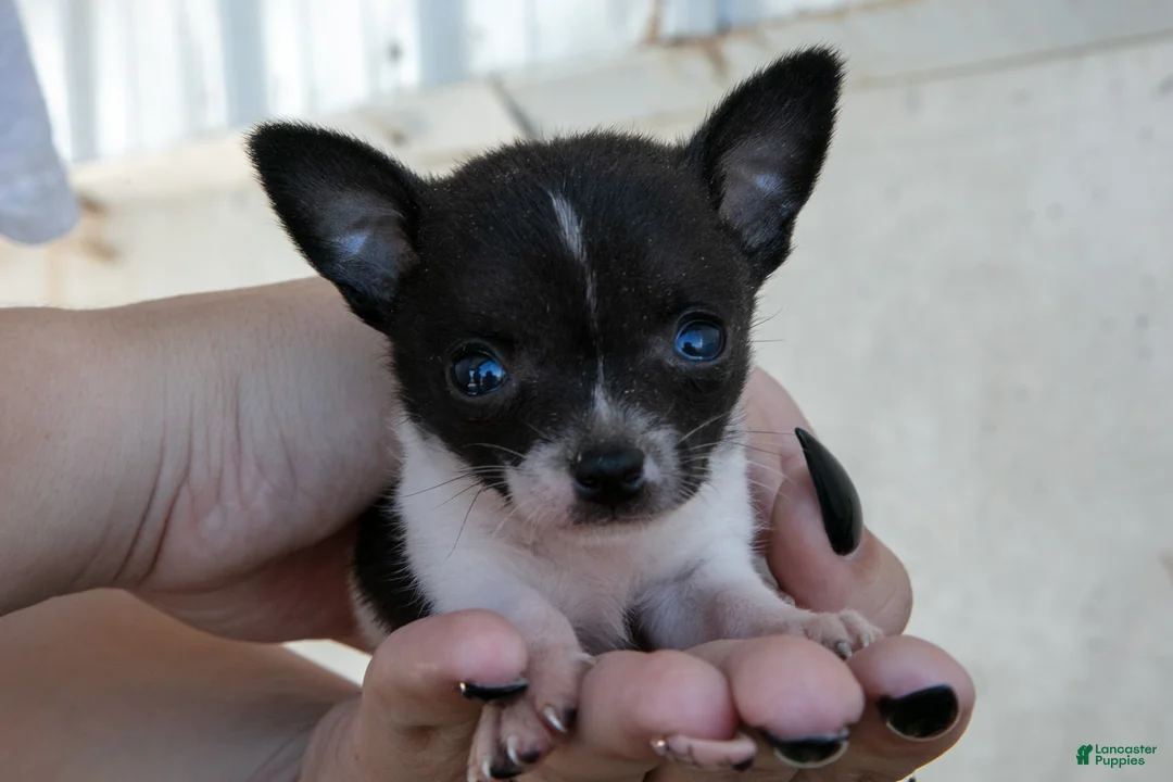 Chihuahua dogs for sale: Teeny - Ad 1