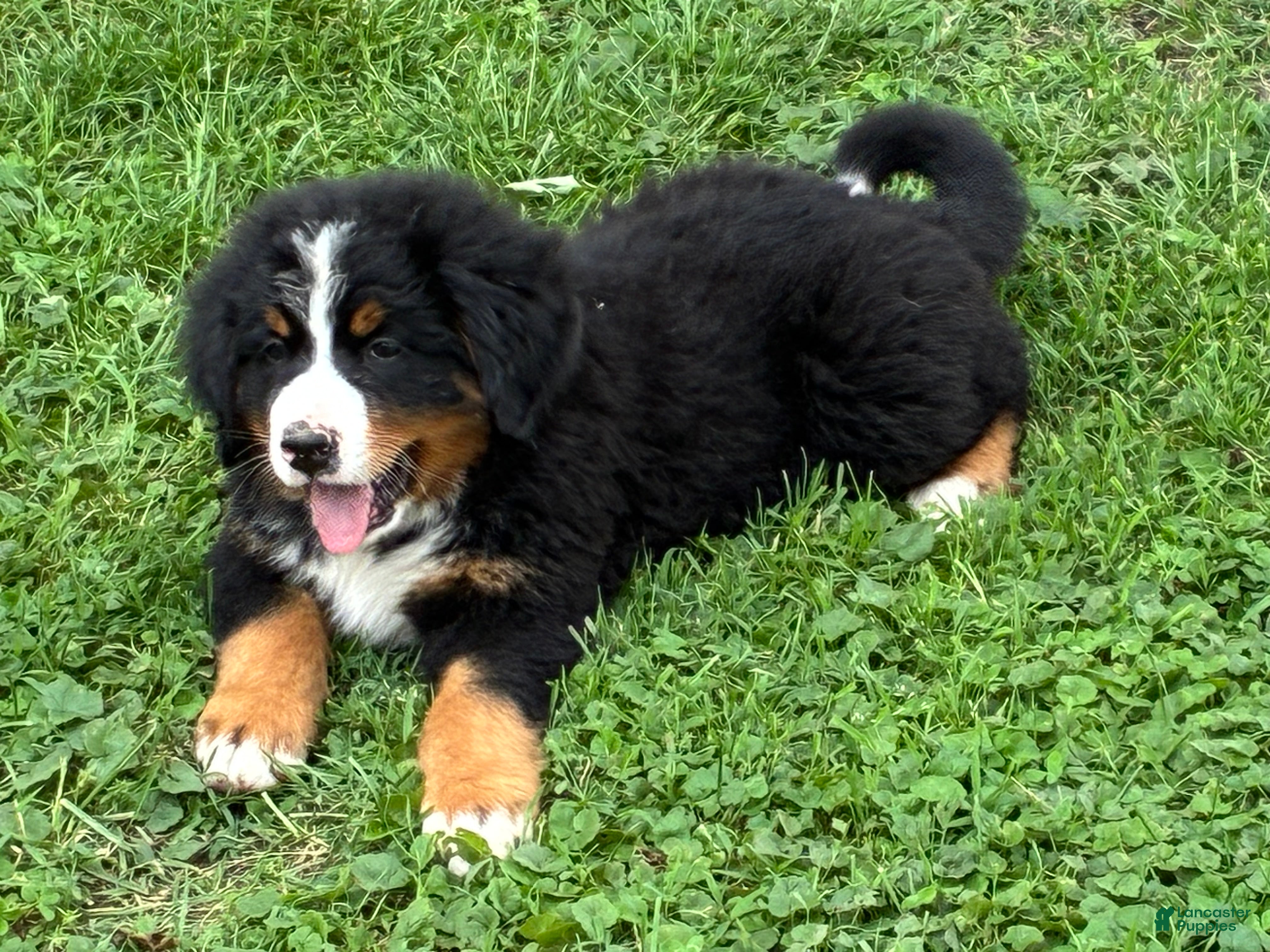 Bernese Mountain Dog dogs Bernese Mountain Dog Puppy 1 - Ad 2