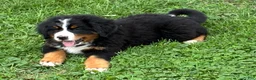 Bernese Mountain Dog dogs for sale: Bernese Mountain Dog Puppy 1 - Ad 2