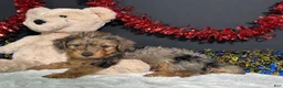 Yorkiepoo dogs for sale: Rocky - Ad 2