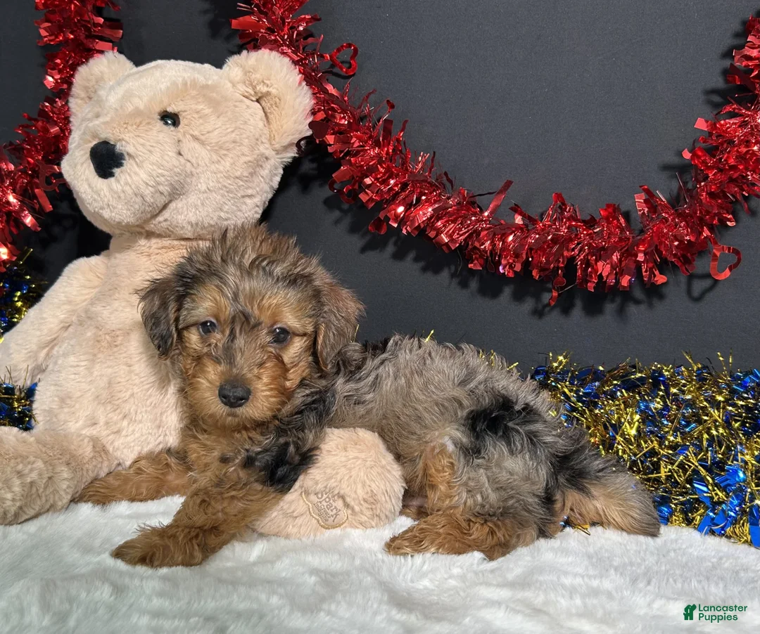 Yorkiepoo dogs for sale: Rocky - Ad 2