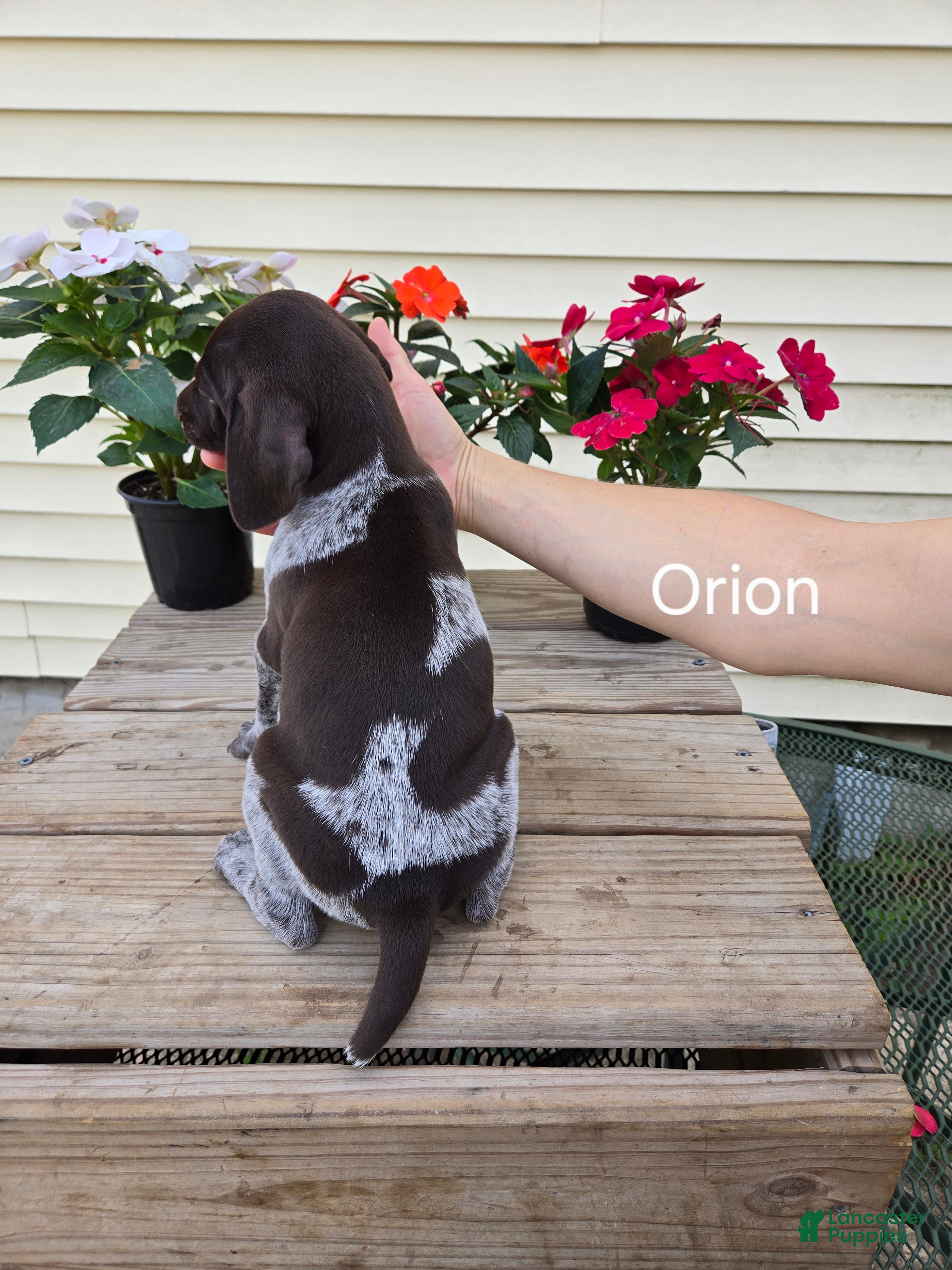 German Shorthaired Pointer dogs Orion - Ad 2