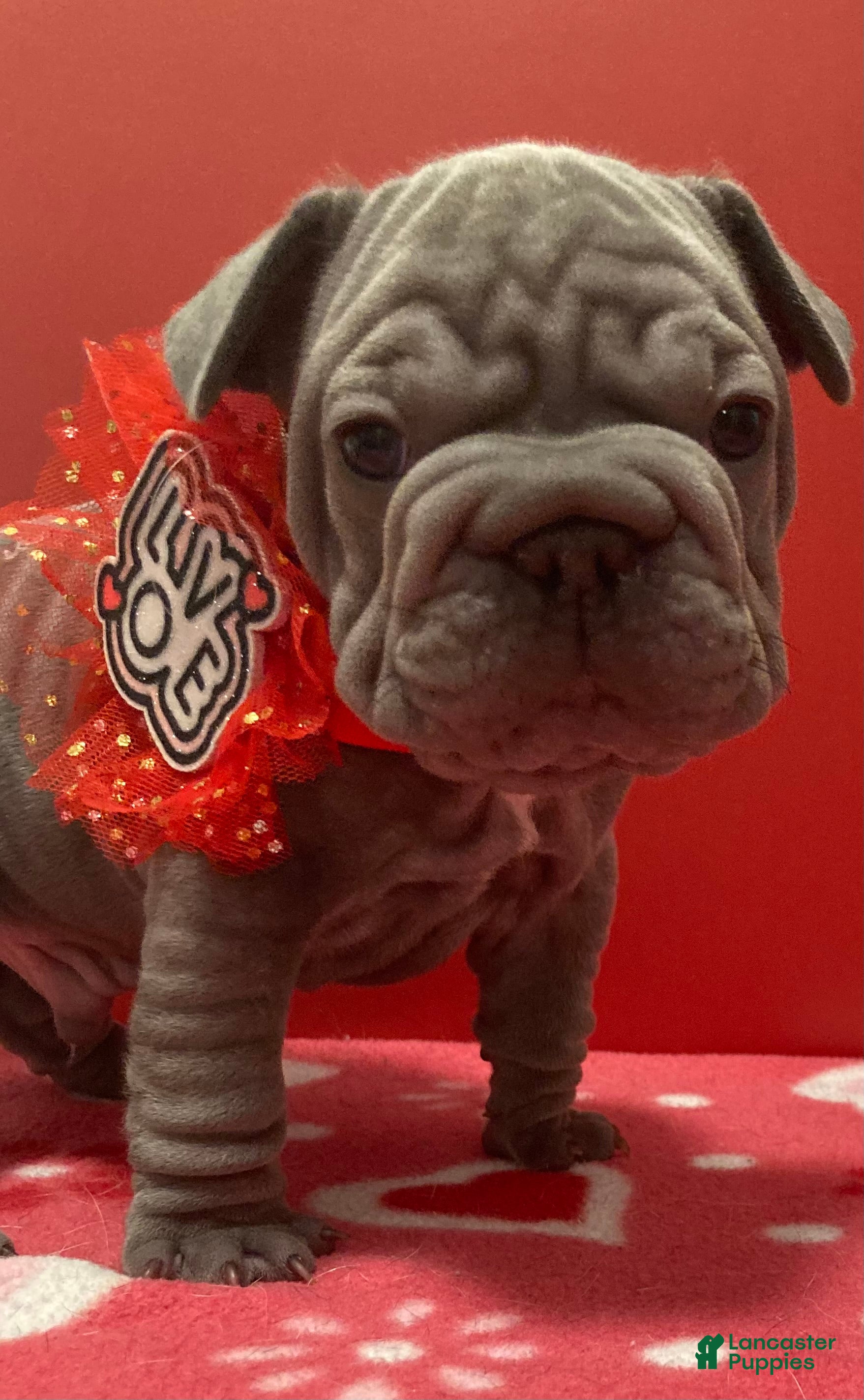 French Bulldog dogs Hercules - Ad 2