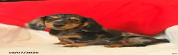 Dachshund dogs for sale: Marvin - Ad 1