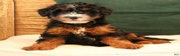 Mini Bernedoodle dogs for sale: Noelle  - Ad 2