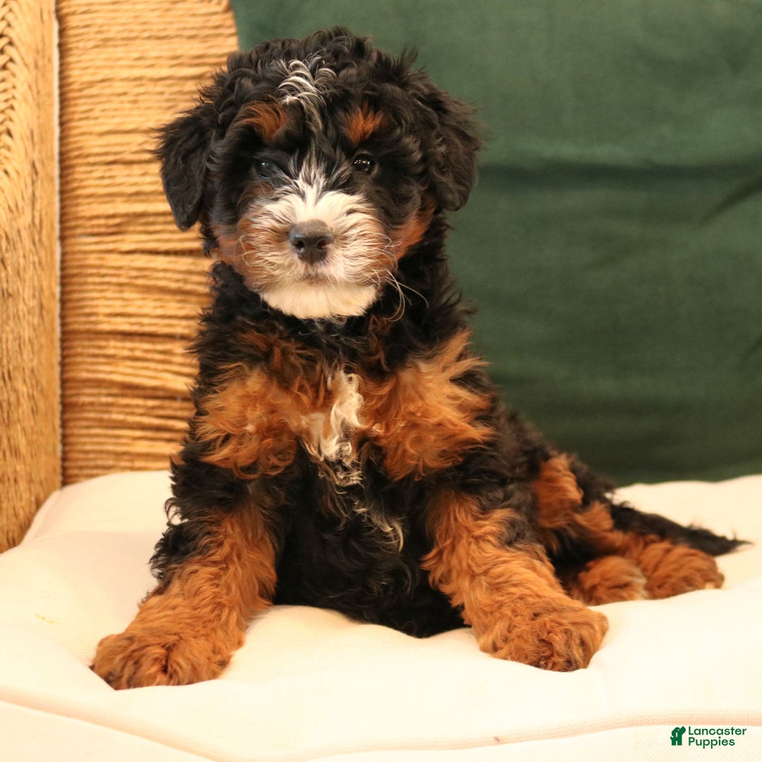 Mini Bernedoodle dogs for sale: Noelle  - Ad 2