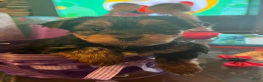 Yorkshire Terrier Puppy 1
