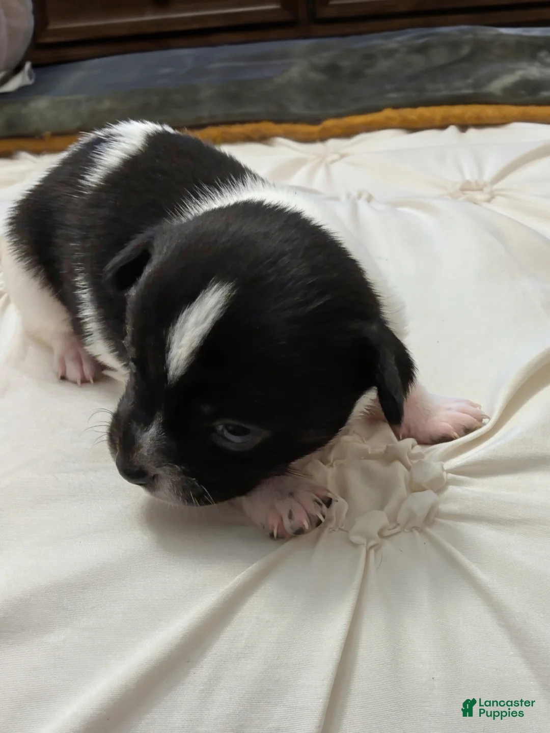 Chihuahua dogs for sale: Bellaire🩵 - Ad 2