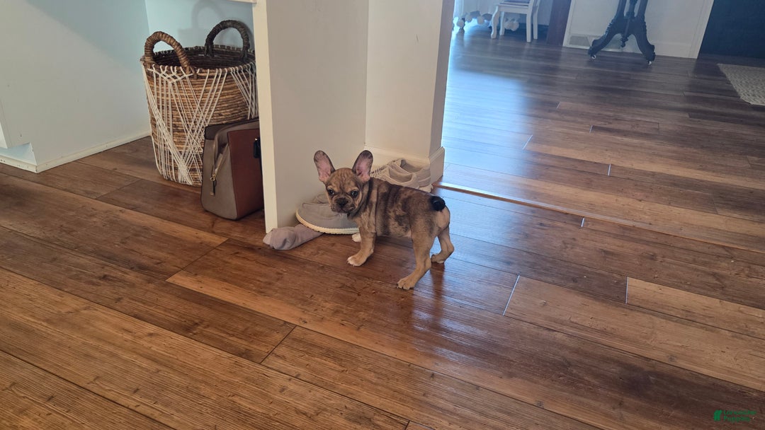French Bulldog dogs for sale: Piper - Ad 1